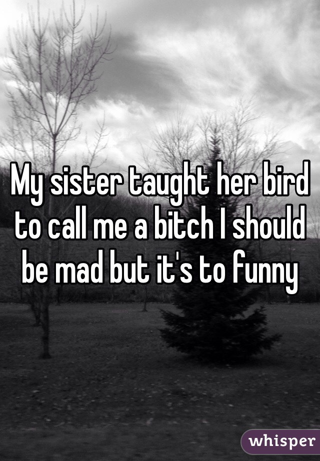 My sister taught her bird to call me a bitch I should be mad but it's to funny 