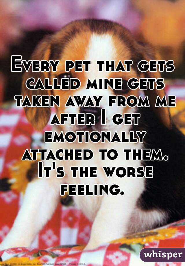 Every pet that gets called mine gets taken away from me after I get emotionally attached to them. It's the worse feeling. 