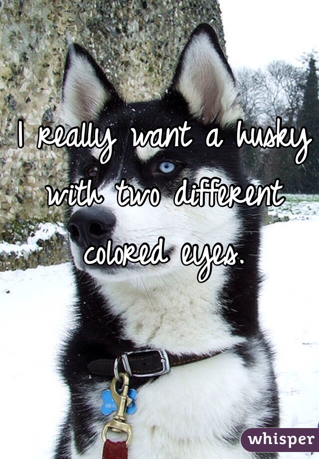 I really want a husky with two different colored eyes. 