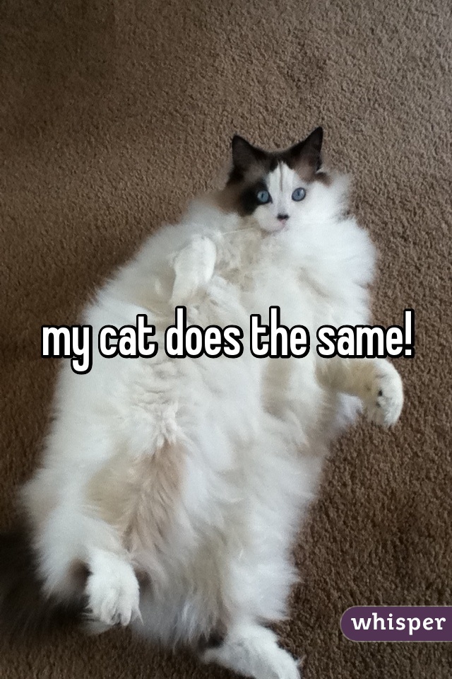 my cat does the same!