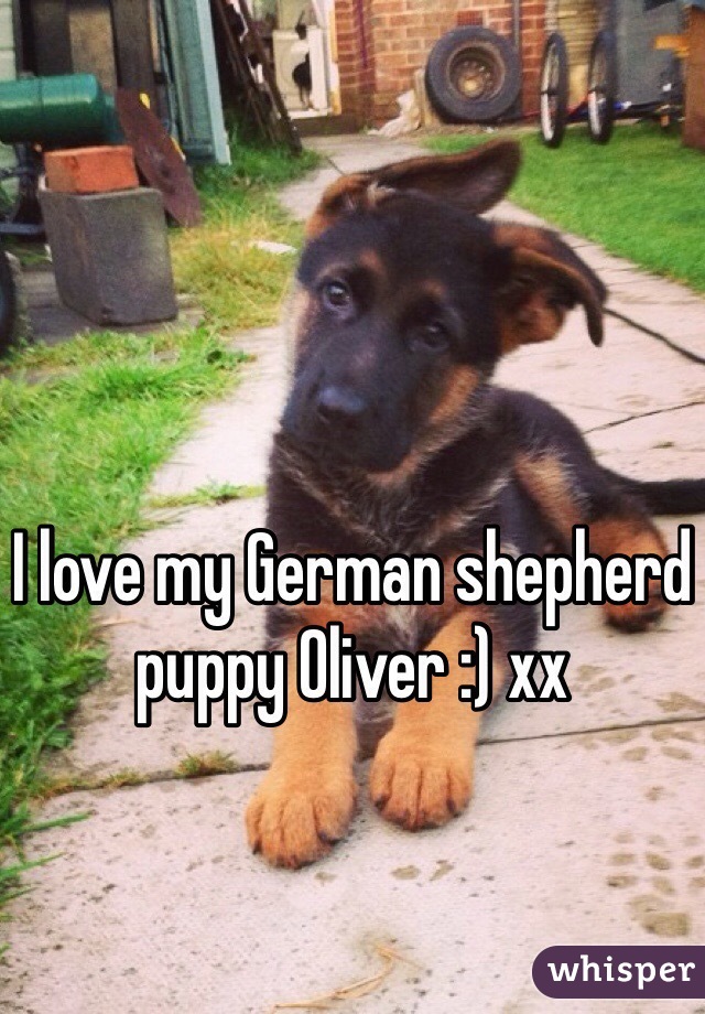 I love my German shepherd puppy Oliver :) xx