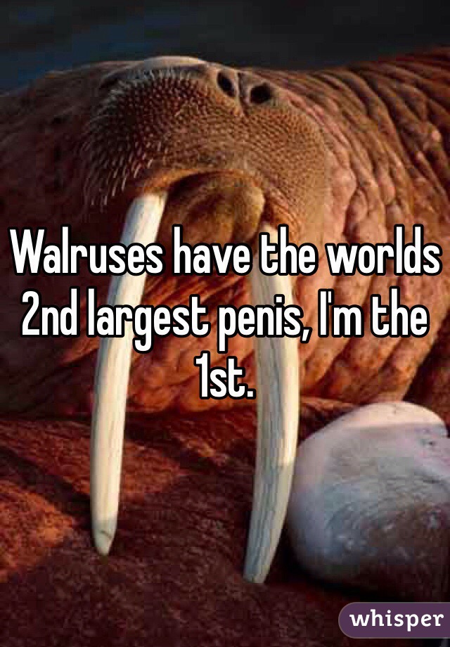 Walruses have the worlds 2nd largest penis, I'm the 1st.