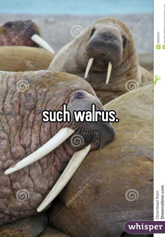 such walrus. 