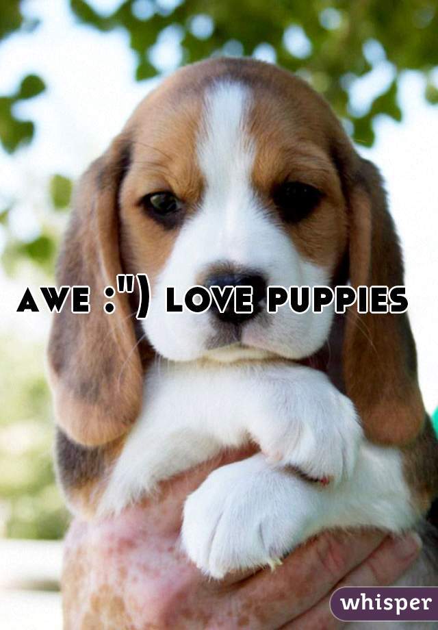 awe :") love puppies 