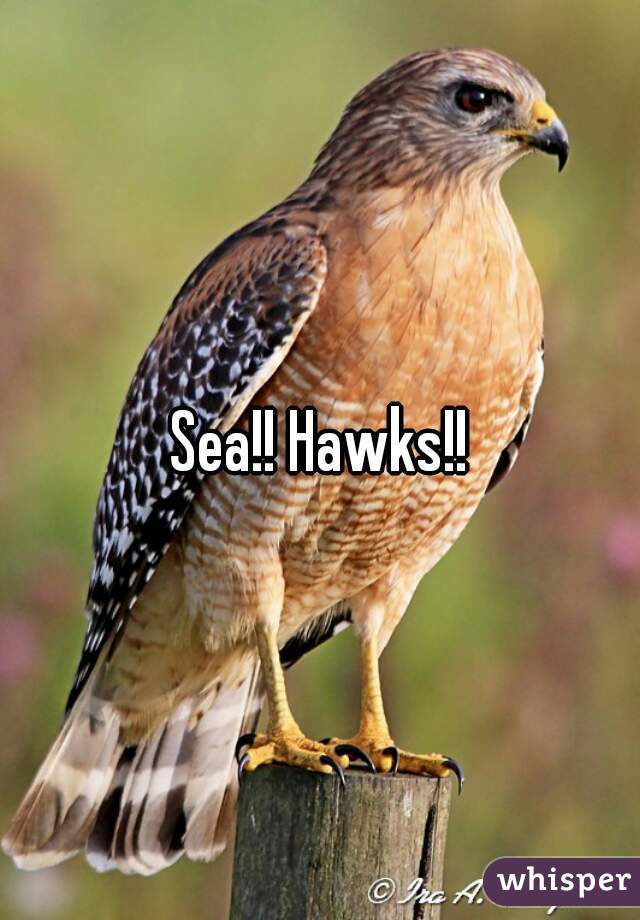 Sea!! Hawks!!