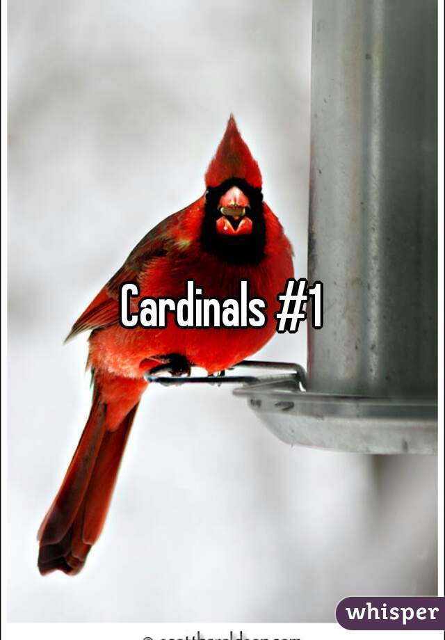 Cardinals #1