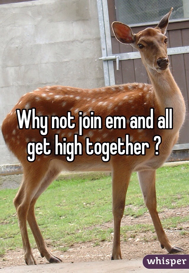 Why not join em and all get high together ?