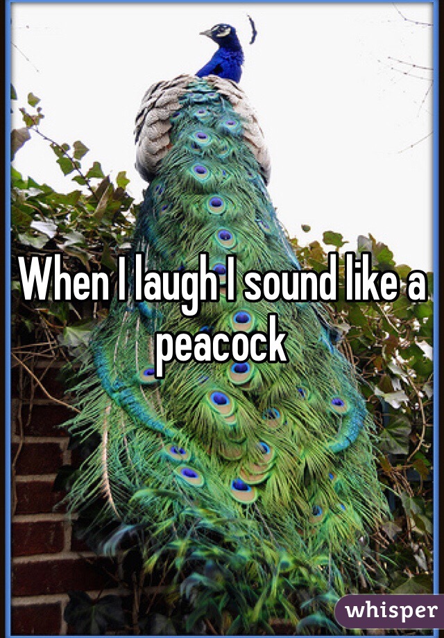 When I laugh I sound like a peacock