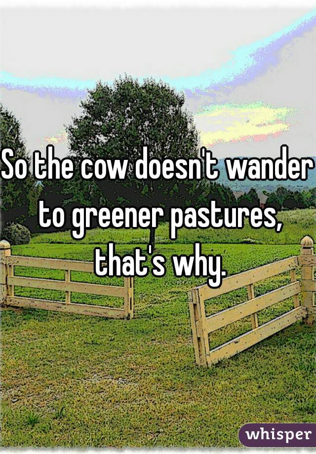 So the cow doesn't wander to greener pastures, that's why.