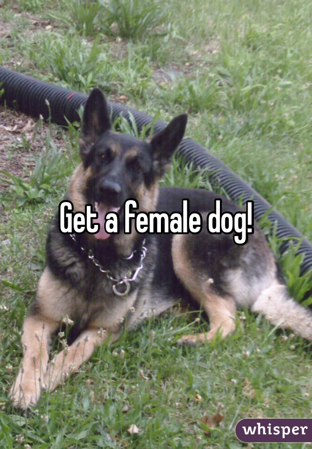 Get a female dog!