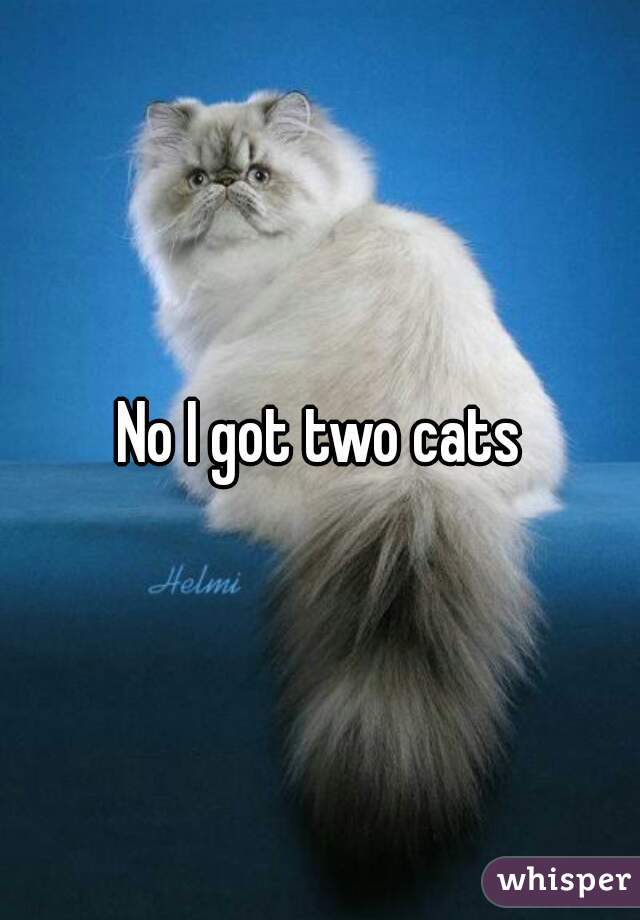 No I got two cats