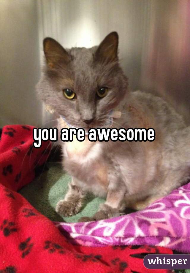 you are awesome