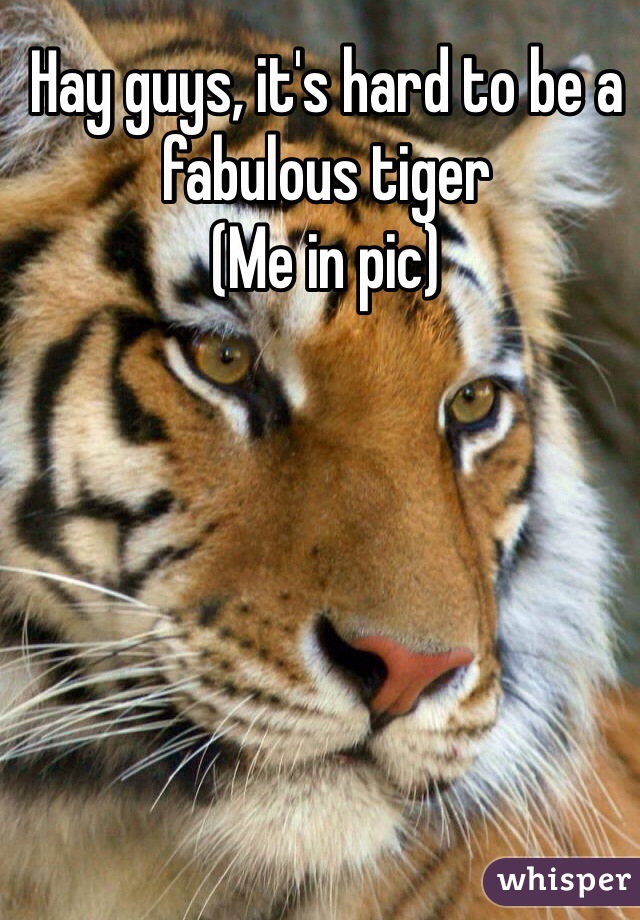 Hay guys, it's hard to be a fabulous tiger 
(Me in pic)