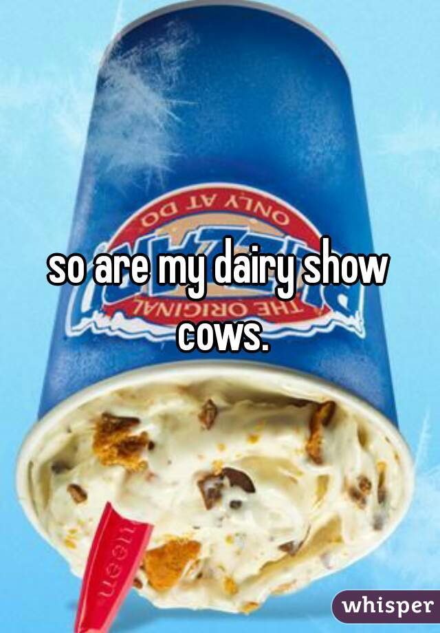 so are my dairy show cows.
