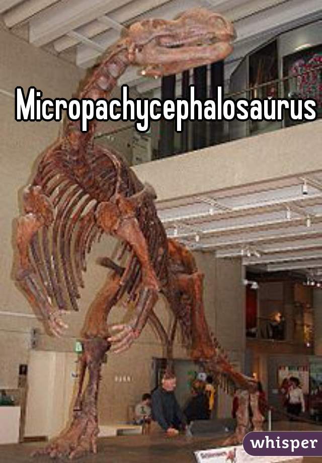 Micropachycephalosaurus