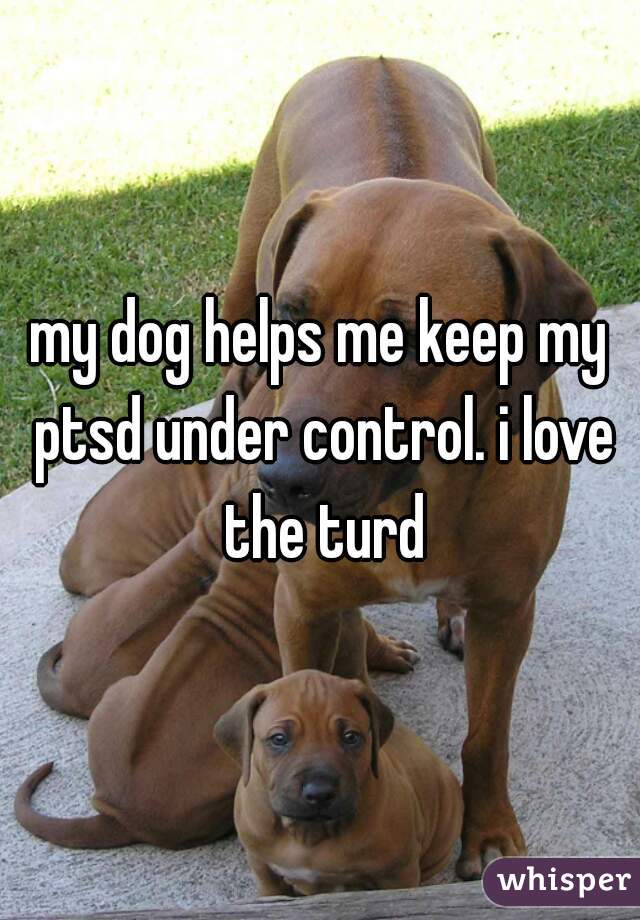 my dog helps me keep my ptsd under control. i love the turd