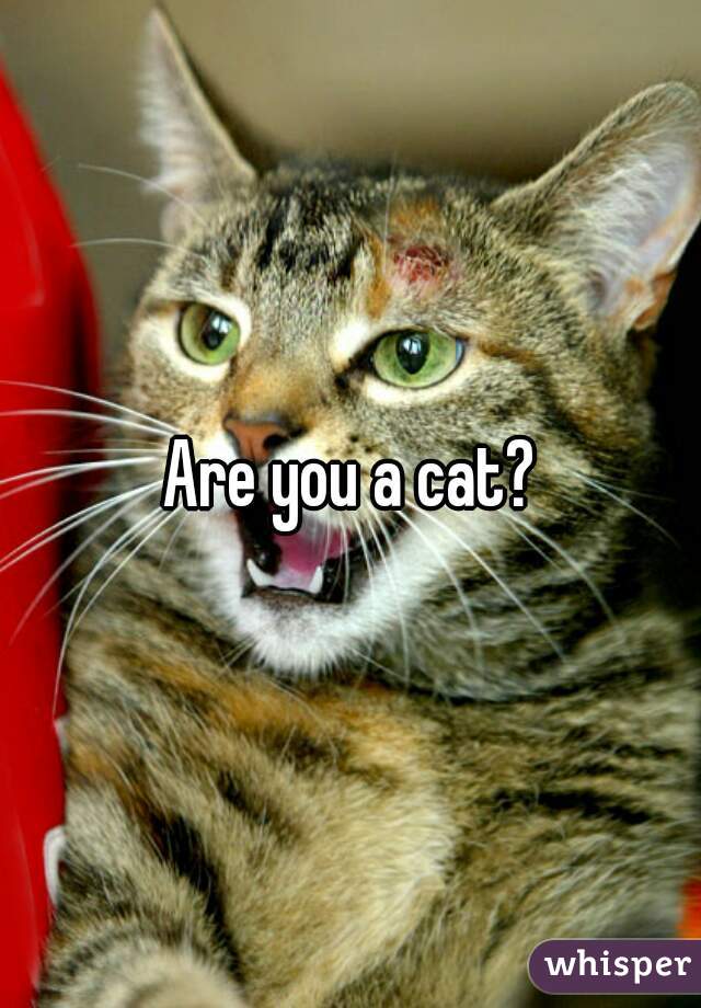 Are you a cat?