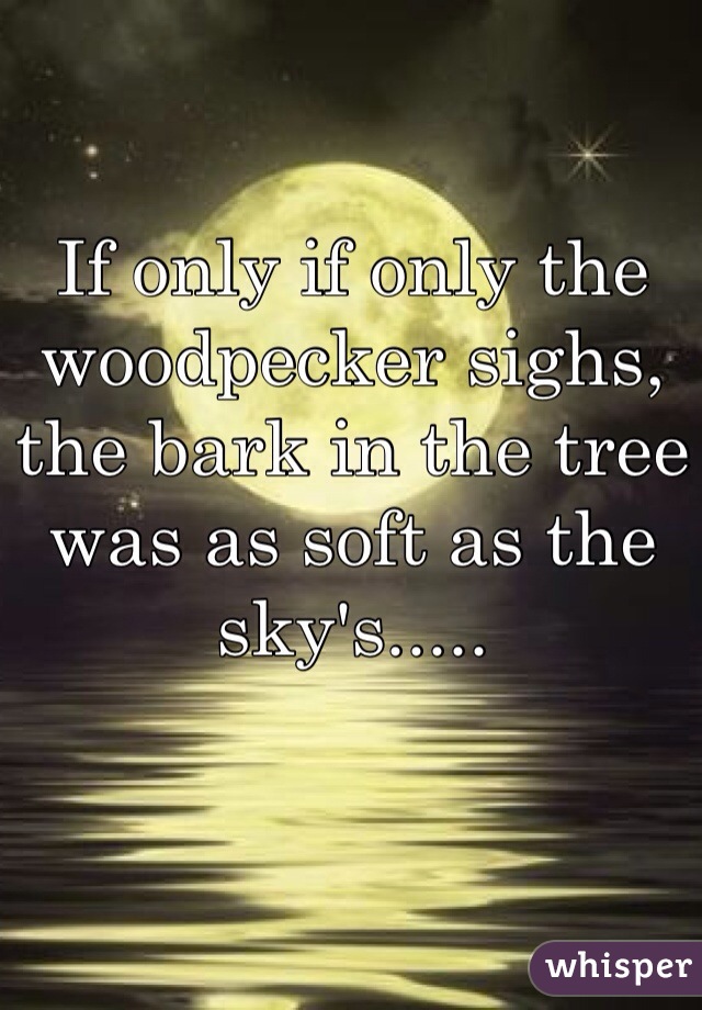 If only if only the woodpecker sighs, the bark in the tree was as soft as the sky's.....