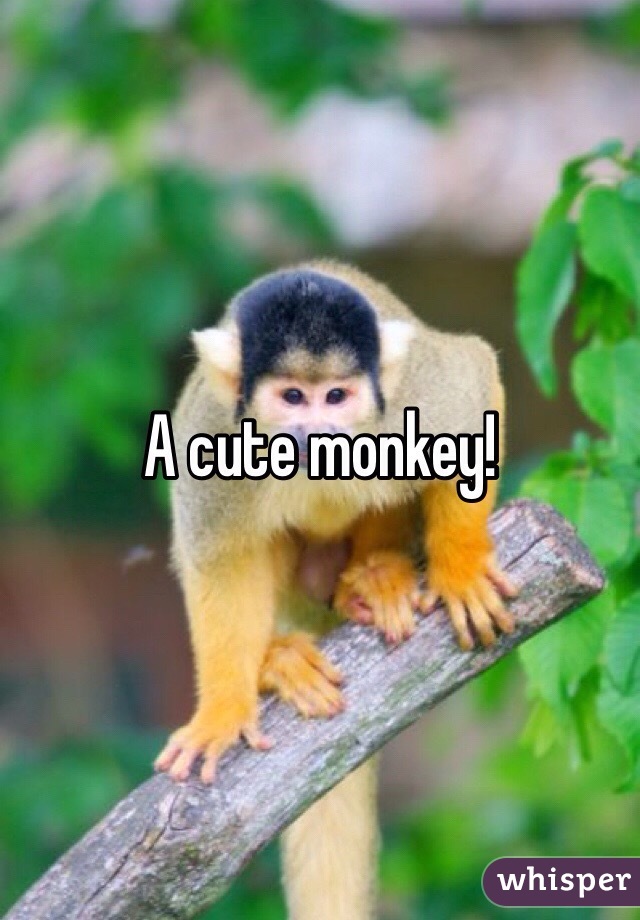 A cute monkey!