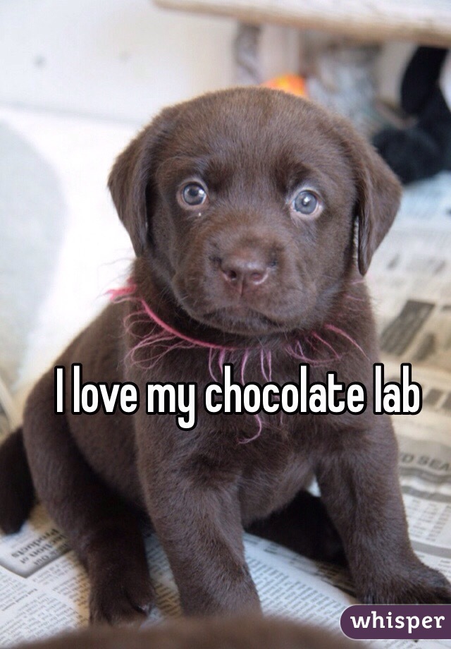 I love my chocolate lab