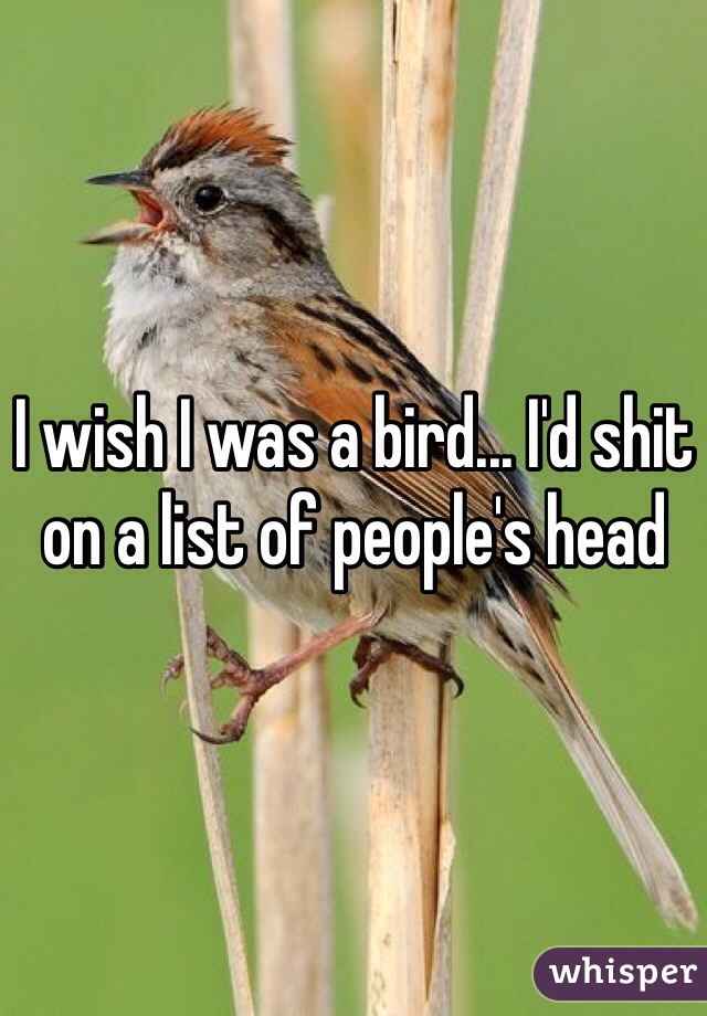 I wish I was a bird... I'd shit on a list of people's head 