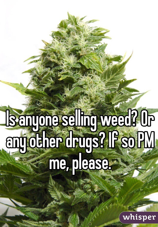 Is anyone selling weed? Or any other drugs? If so PM me, please.