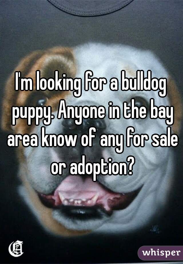 I'm looking for a bulldog puppy. Anyone in the bay area know of any for sale or adoption?