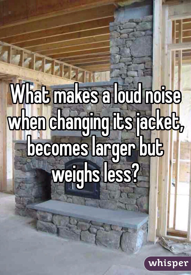 What makes a loud noise when changing its jacket, becomes larger but weighs less?