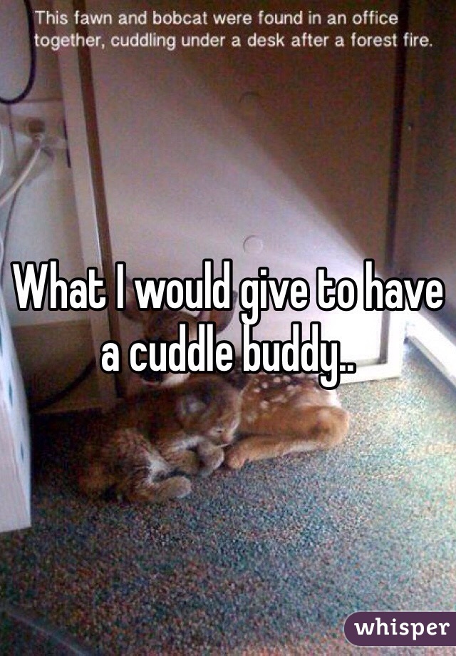What I would give to have a cuddle buddy.. 