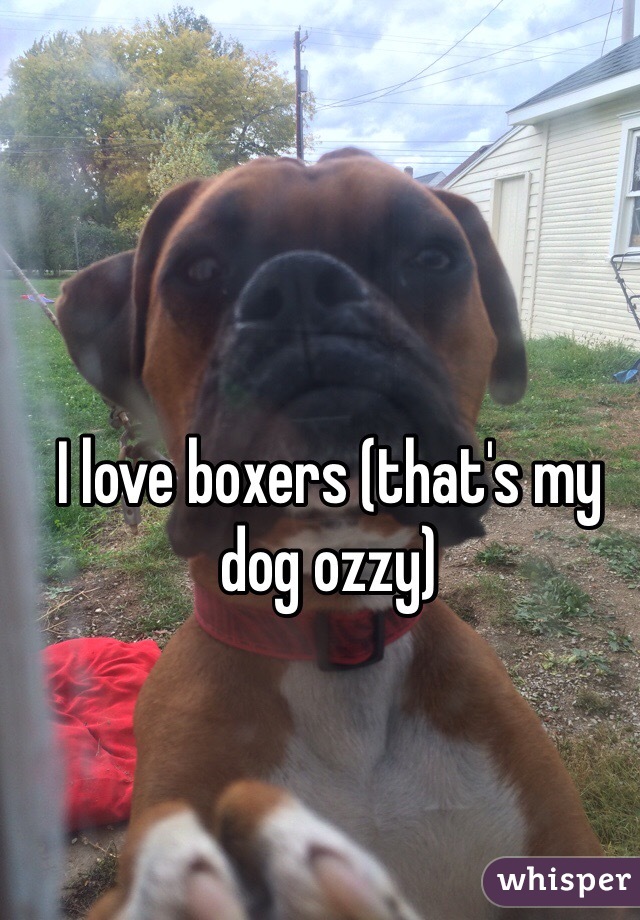 I love boxers (that's my dog ozzy) 