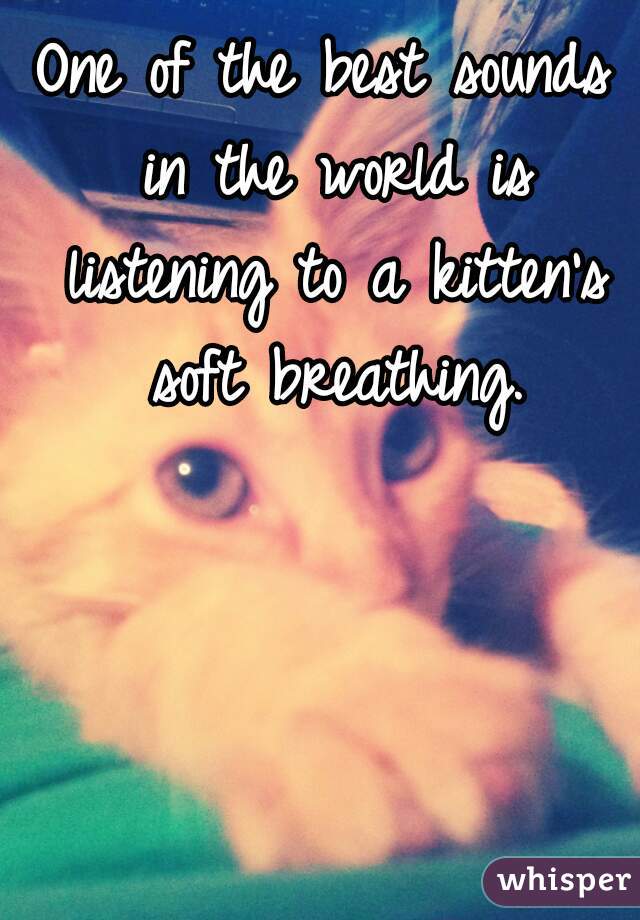 One of the best sounds in the world is listening to a kitten's soft breathing.