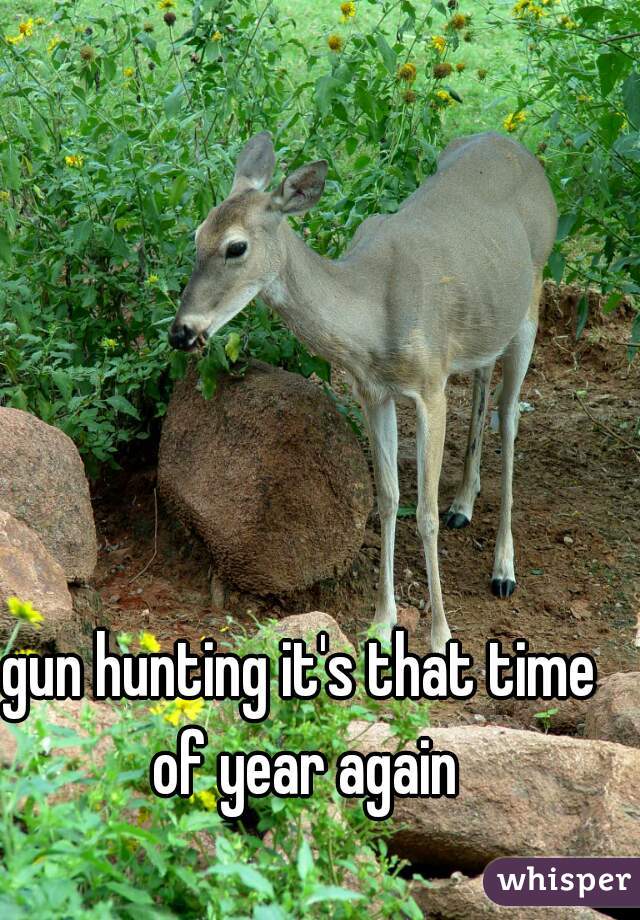 gun hunting it's that time of year again