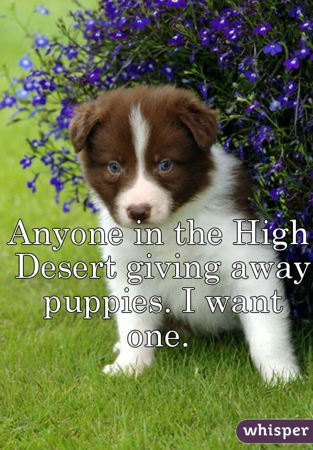 Anyone in the High Desert giving away puppies. I want one. 