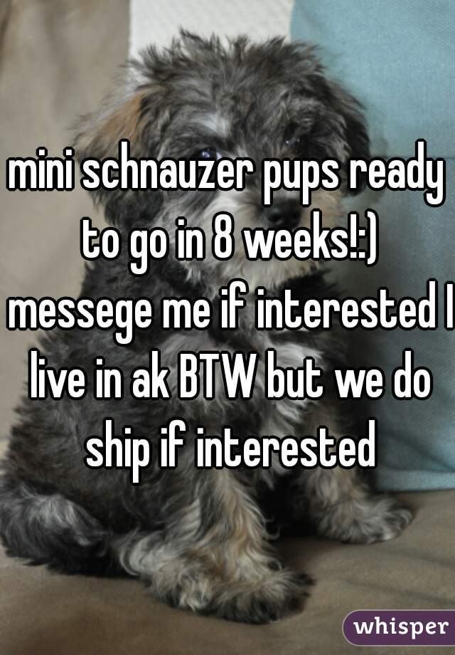 mini schnauzer pups ready to go in 8 weeks!:) messege me if interested I live in ak BTW but we do ship if interested