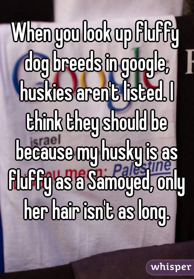 When you look up fluffy dog breeds in google, huskies aren't listed. I think they should be because my husky is as fluffy as a Samoyed, only her hair isn't as long.