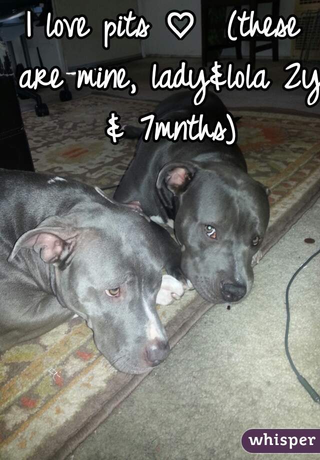 I love pits ♡  (these are mine, lady&lola 2y & 7mnths)