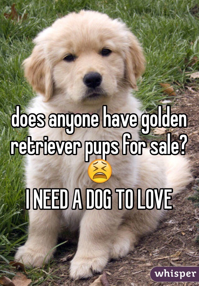 does anyone have golden retriever pups for sale?😫
I NEED A DOG TO LOVE
