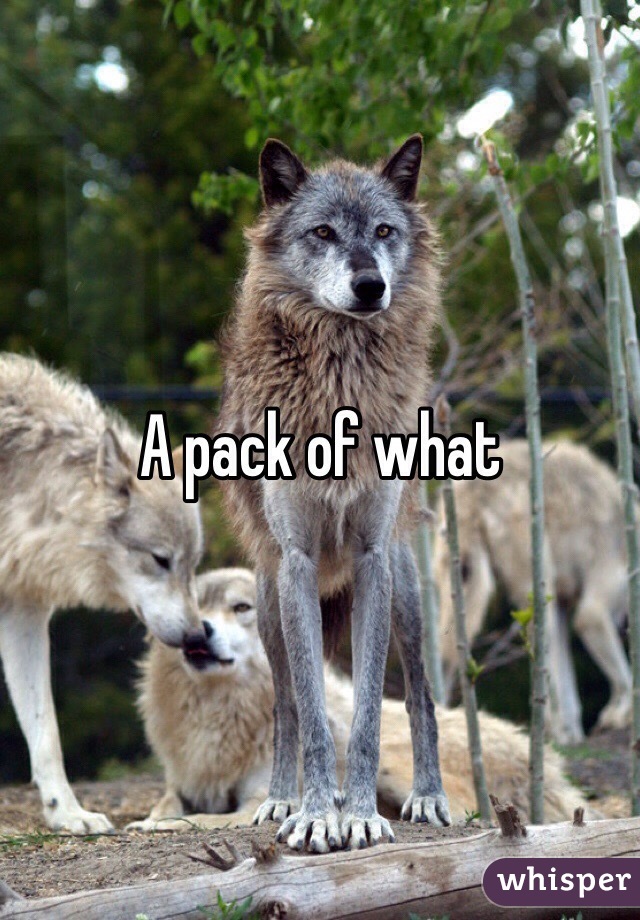 A pack of what
