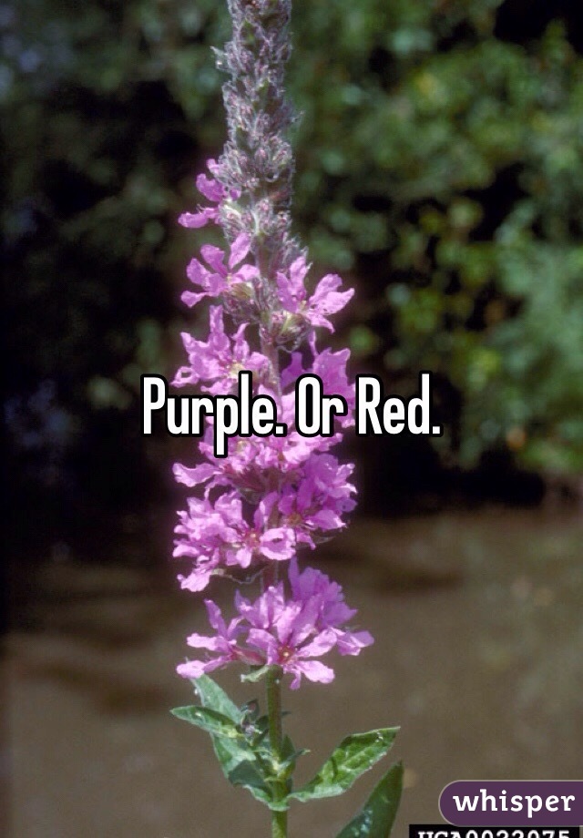 Purple. Or Red.