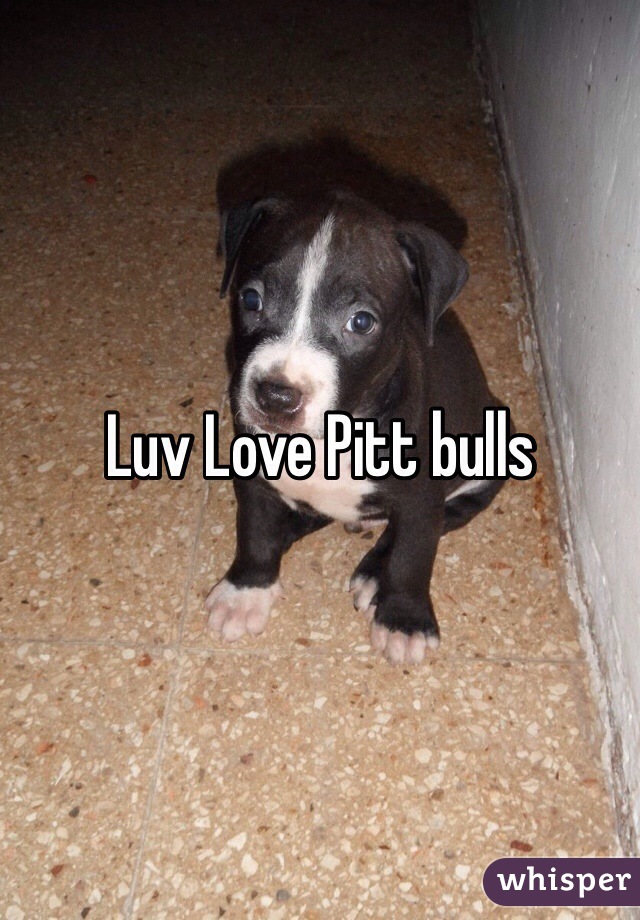 Luv Love Pitt bulls