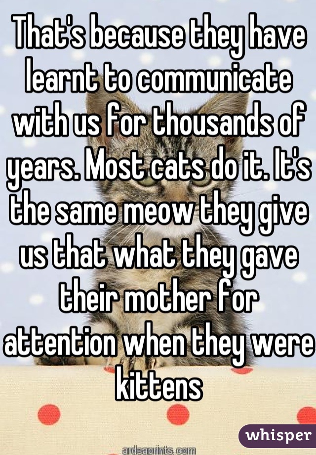 That's because they have learnt to communicate with us for thousands of years. Most cats do it. It's the same meow they give us that what they gave their mother for attention when they were kittens