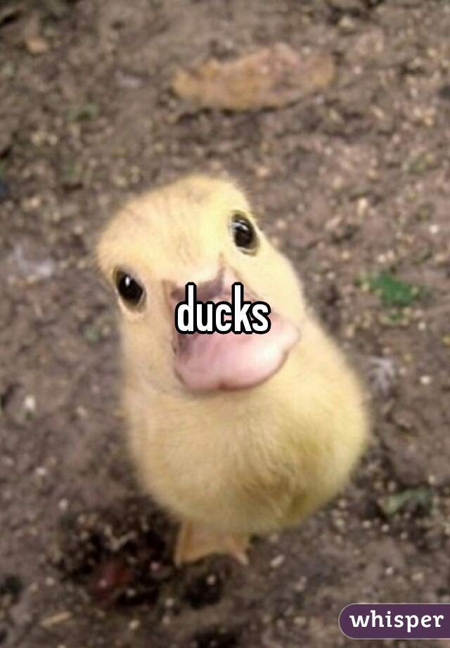 ducks
