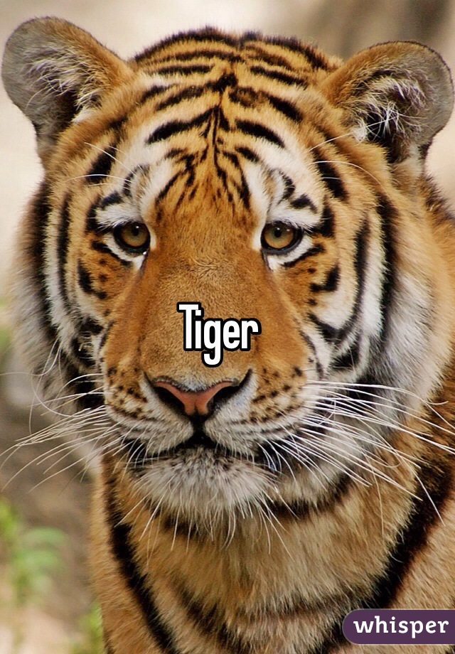 Tiger 