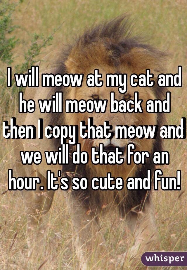 I will meow at my cat and he will meow back and then I copy that meow and we will do that for an hour. It's so cute and fun!
