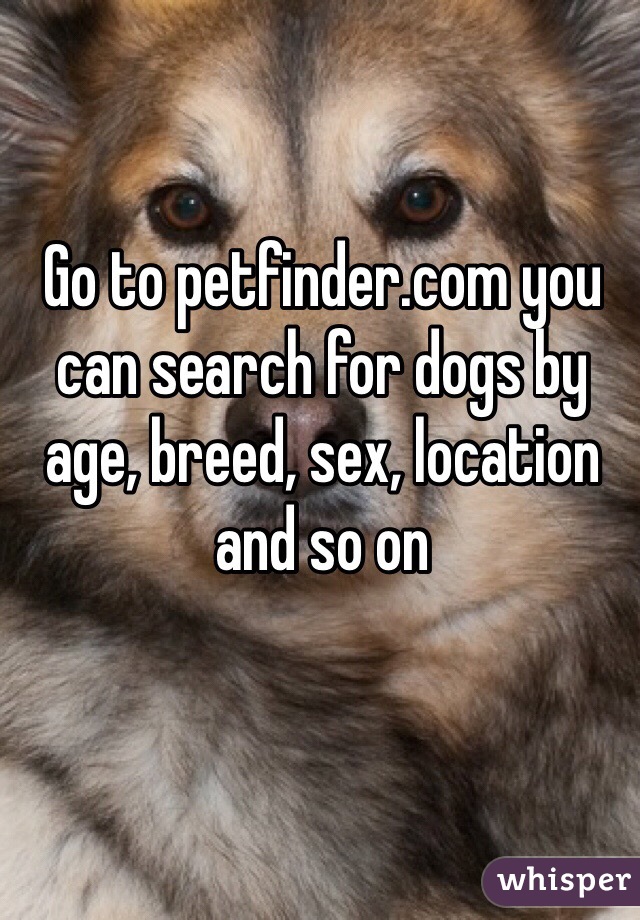 Go to petfinder.com you can search for dogs by age, breed, sex, location and so on