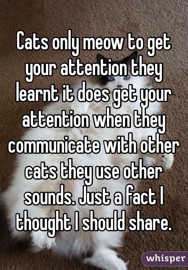 Cats only meow to get your attention they learnt it does get your attention when they communicate with other cats they use other sounds. Just a fact I thought I should share.