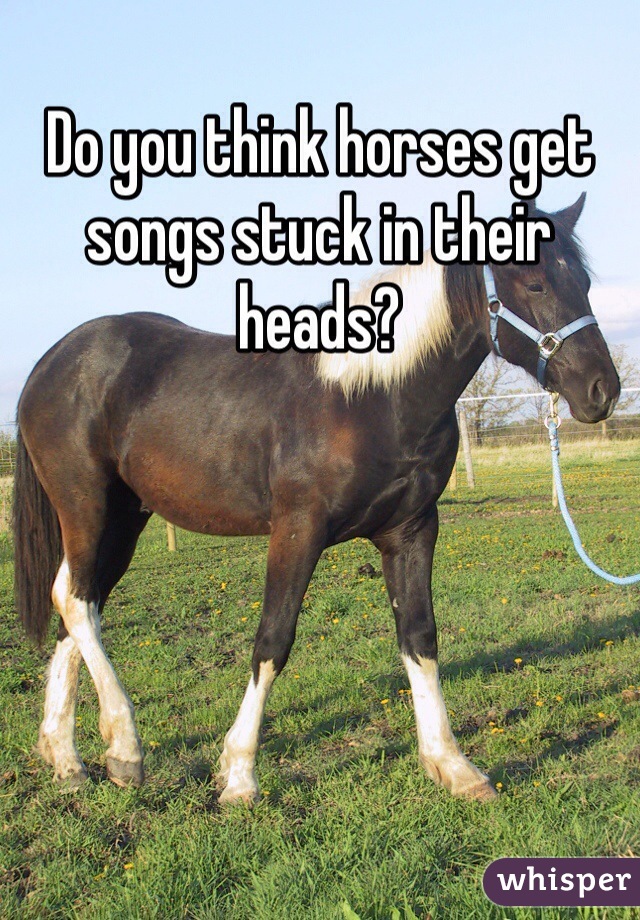 Do you think horses get songs stuck in their heads?