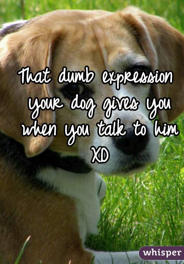 That dumb expression your dog gives you when you talk to him XD