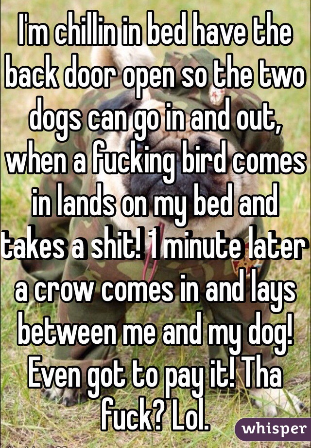 I'm chillin in bed have the back door open so the two dogs can go in and out, when a fucking bird comes in lands on my bed and takes a shit! 1 minute later a crow comes in and lays between me and my dog! Even got to pay it! Tha fuck? Lol.