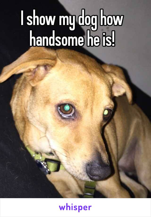 I show my dog how handsome he is! 